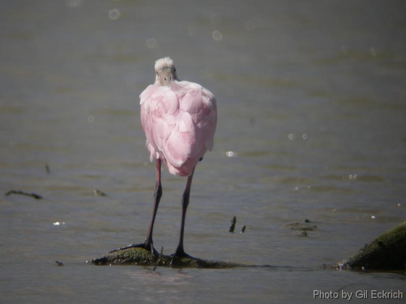 Roseate Spoonbill napping 